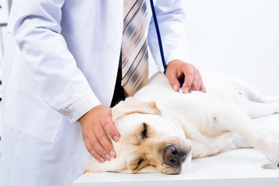 Лечение подкожного клеща у собаки