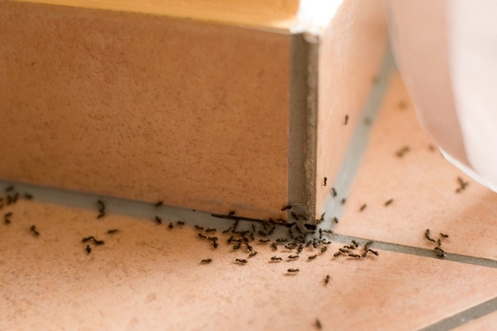  Как избавиться от муравьев в квартире?
