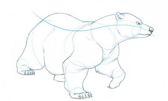 Полярный медведь карандашом