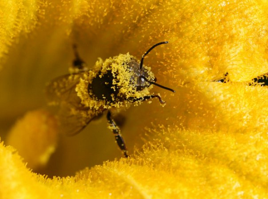 Чем полезна пчелиная пыльца?