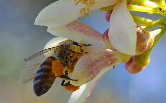 Чем полезна пчелиная пыльца?