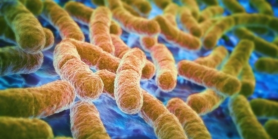 Живые бактерии для кишечника