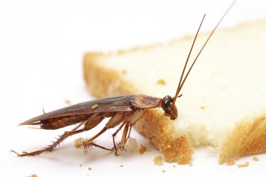Чего боятся тараканы в квартире: народные средства