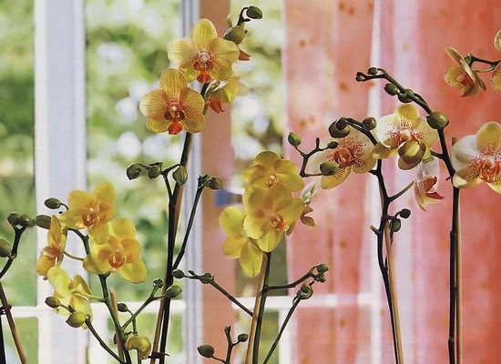 Благоприятное время для пересадки орхидеи-весна