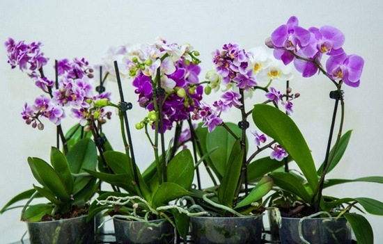 Причины для пересадки орхидеи-цветок вырос из старого горшка