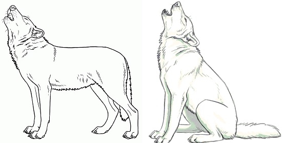 Волк, воющий на луну, завершенный рисунок