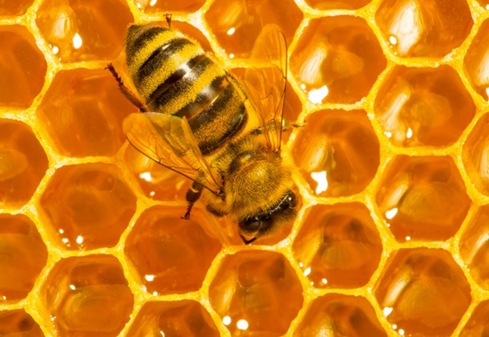 Что такое незрелый мед?
