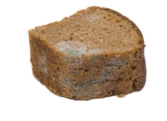 Рожь - зерновая культура, которая используется для производства черного хлеба, наиболее подвержена загрязнению грибами семейства Спорыньевых.