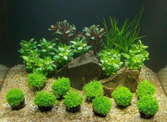 Обустройство аквариума: растения для создания уровней: низкорослые, высокие, мшистые, кустистые