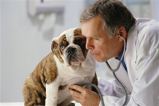 Корм Брит для собак: отзывы ветеринаров