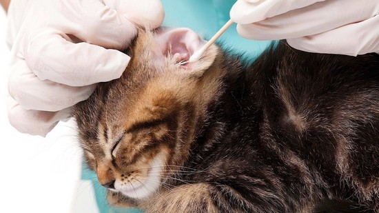 для лечения ушного клеща у кошек назначаются разные препараты