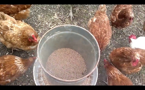 Бункерные кормушки для куриц своими руками
