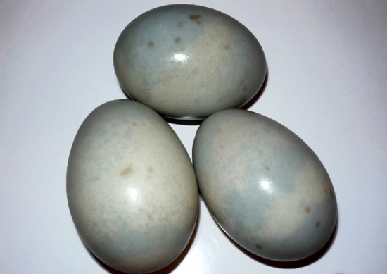 Утиные яйца: польза, калорийность