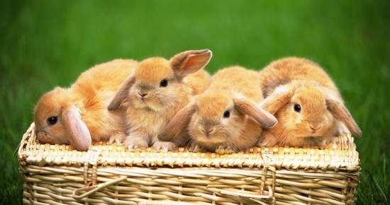 Болезни кроликов: симптомы и лечение