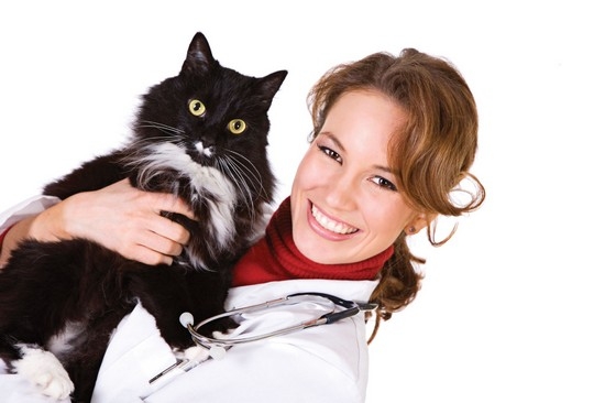 ветеринарный врач может порекомендовать следующие меры
