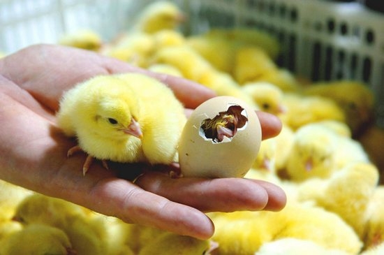 Инкубация и выращивание цыплят бройлеров