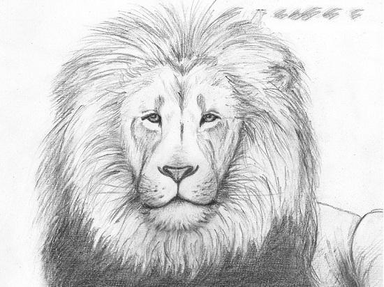 как нарисовать льва карандашом поэтапно