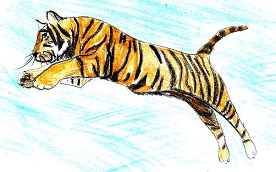 как нарисовать амурского тигра карандашом поэтапно