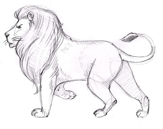 как нарисовать льва карандашом поэтапно для начинающих