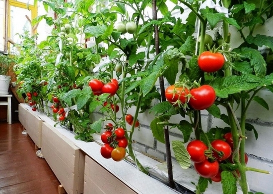 Как вырастить помидоры зимой на подоконнике: лучшие сорта, правила