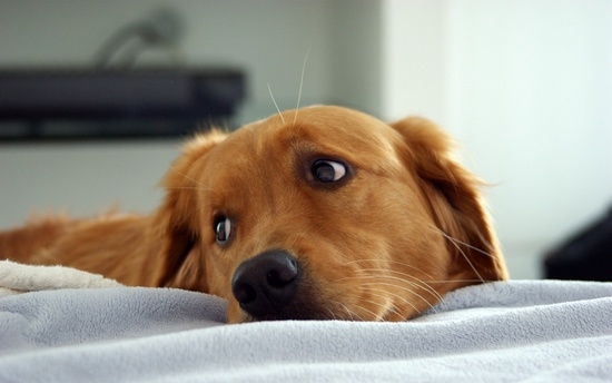 Энтерит у собак: симптомы и лечение