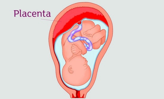 Норма толщины плаценты по неделям беременности: таблица