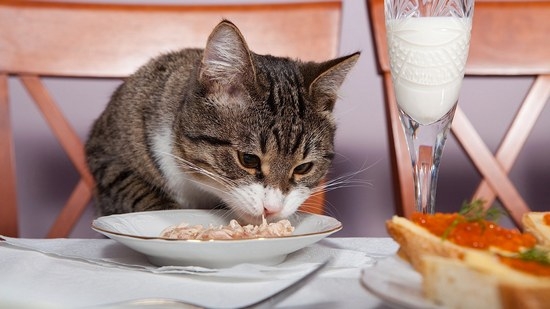Как отучить кошку лазить по столам?