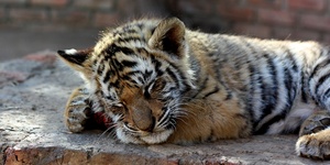 К чему снится тигр?
