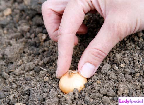 Что посеять осенью как удобрение Что посеять осенью как удобрение