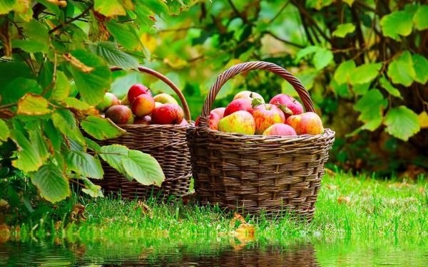 Когда и как сажать яблони?