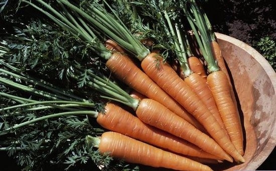 Морковь холодоустойчива