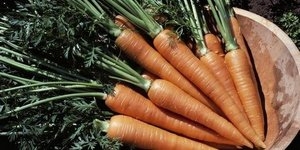 Когда и как сажать морковь? 