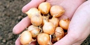 Когда и как сажать лук-севок?
