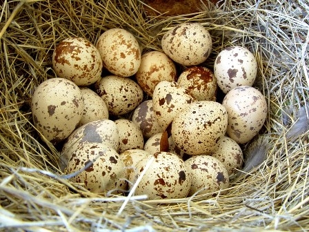 Перепелиные яйца: свойства