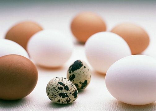 Перепелиные яйца: польза 