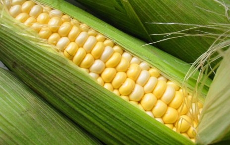 Сколько калорий в вареной кукурузе?
