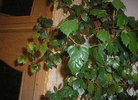 Березка - комнатное растение (роициссус)