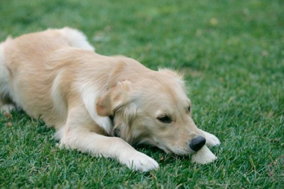 Симптомы пироплазмоза у собак