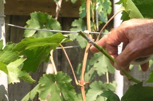 Размножение винограда двухглазковыми черенками 