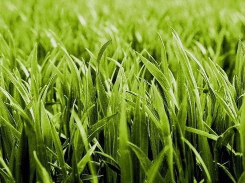 Когда сажать газонную траву?