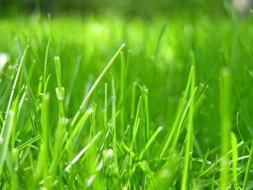 Как правильно сажать газонную траву?