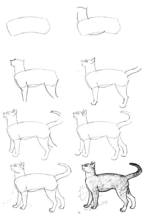 Рисунки карандашом животных для начинающих