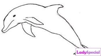 Четвертый этап рисования дельфина 