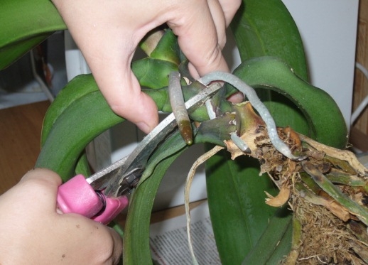 Размножение орхидей делением    