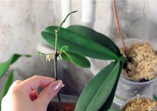 Размножение орхидей верхушечными черенками    