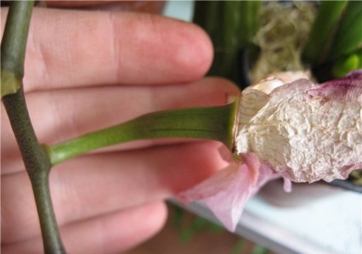 Размножение орхидей семенами