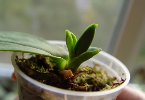 Как размножать орхидею Фаленопсис в домашних условиях?