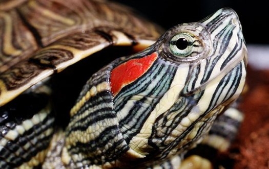 Черепаха красноухая: уход и содержание