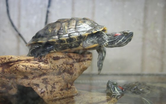 Красноухая черепаха: секреты ухода