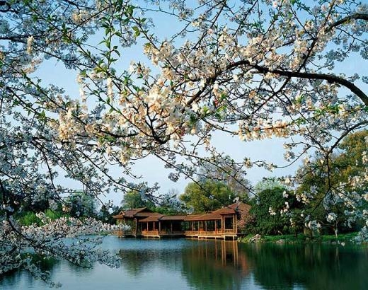 Отдых в Китае: цветущие деревья